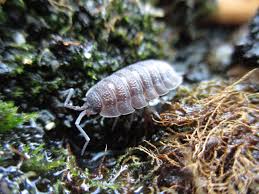 Kellerasseln sind eigentlich vollkommen harmlose tierchen. Kellerassel Wikipedia