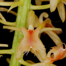 Image result for Liparis tridens