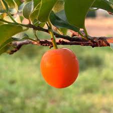 Image result for Ximenia