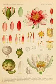 Pin On Lotus Eaters