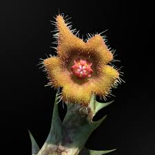 Image result for Orbea lugardii