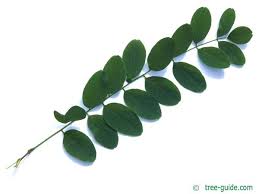 Image result for Robinia pseudo-acacia