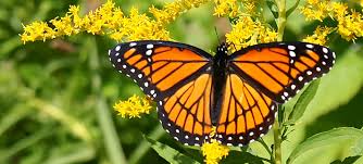Add to the flower center. Butterfly And Moth Guide On Nature Magazine