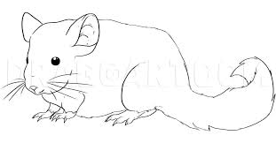 This picture is of chimu the chinchilla. How To Draw A Chinchilla Coloring Page Trace Drawing