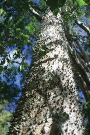 The tree's common name comes from the idea that a monkey would be unable to climb it. Sandbox Tree Description Facts Britannica