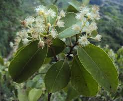 Image result for Scolopia rhamniphylla