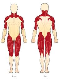 Recessed lighting installation necrotizing myopathy symptoms muscle. Polymyositis Myositis Support And Understanding