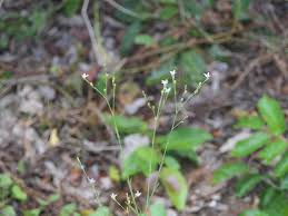 Image result for Kohautia