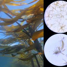 Image result for Eulophia obscura