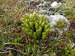 Image result for Aporrhiza