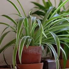 Image result for Chlorophytum lancifolium