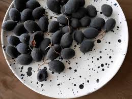 Image result for Dialium schlechteri