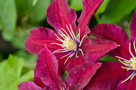 Bred in poland and introduced to this country in 1975, clematis 'niobe' is a popular clematis. Clematis Niobe Early Large Flowered Clematis