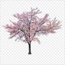 Tree Cherry Blossom Branch Trees Png Is About Is About Pink Plant Flower Blossom Spring Tree Cherry Blossom Blossom Trees Pink Trees Willow Tree Tattoos