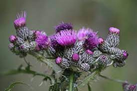 At the same time, scotland's rich historic and folkloric past mean that scottish flowers are often especially meaningful, featuring stories and. Scotland S Wild 2021 Providing Private Holidays Around Scotland Scotland S Wild Blog Posts Why The Thistle Is The National Flower Of Scotland