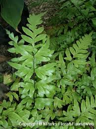Image result for Pteris preussii