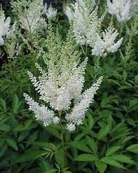 White Gloria Astilbe Move This From The Garden To A Shady Bed Shade Flowers Astilbe Shade Plants