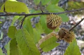 Image result for Quercus acutissima