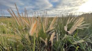 Image result for Tristachya rehmannii