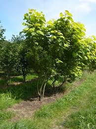 Catalpa Bignonioides Aurea Gold Trompetenbaum Mehrstammig Gunstig Bestellen Mehrstammige Geholze Interessante F Trompetenbaum Kleiner Garten Baumschule