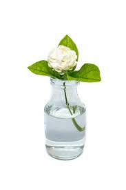 Gardenias are native to japan and china and thrive on the south and west coasts of the united states where they often reach up to 6 feet tall (2 m.). Don T Know How To Grow Gardenias From Cuttings We Ll Tell You Gardenerdy