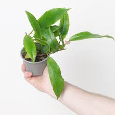 Image result for Begonia oxyloba