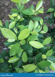 Image result for Erythroxylaceae