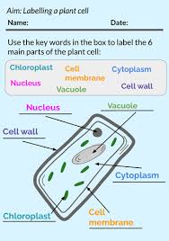 These cells contain many more 'parts' than an animal cell, and a classic exam question is to compare animal and plant cells. Ks3 Labelling Plant Cells Worksheet Teaching Resources