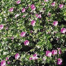 Image result for Geranium sanguineum Max Frei