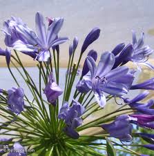 Image result for Agapanthus africanus