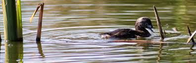 Pied-billed Grebe