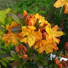 Azalée de chine rouge orangée. Azalee De Chine Azalee Mollis Rhododendron Mollis Jaune Bojardin