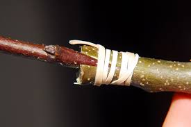 نتیجه جستجوی لغت [graft] در گوگل