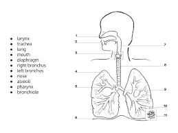 The Respiratory System Interactive Worksheet By Kelly Hollis Wizer Me