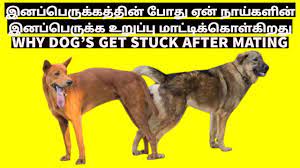 Tamil animal sex