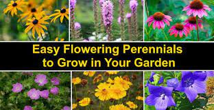 Seeds ship free · dutch tulip bulbs · 100% grow guarantee Easy Perennials To Grow Best Perennial Flowers With Pictures