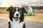 Everything You Need to Know About the Border Collie-Lab Mix