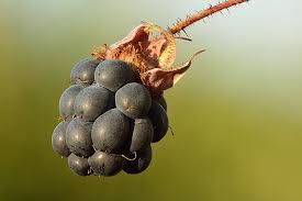 Image result for Rubus runssorensis