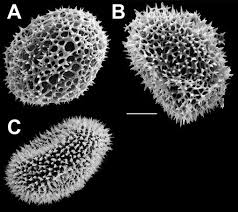 Image result for Megalastrum lanuginosum