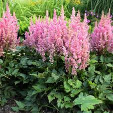 Astilbe Chinensis Little Vision In Pink Pp21886 Walters