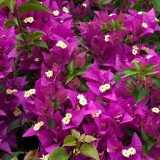 The bougainvillea looper caterpillar will eat the plant's leaves away. Growing Bougainvillea Thriftyfun