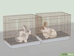 Ab was fürn alter sieht man beim hasen sofort die hoden? Feststellen Ob Ein Kaninchen Trachtig Ist 10 Schritte Mit Bildern Wikihow