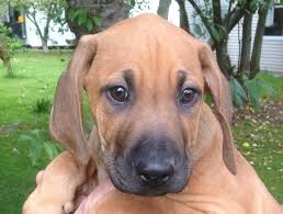 Listing over 21 rhodesian ridgeback puppies for sale in the areas of: Zambuana Lodge Rhodesian Ridgebacks