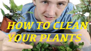 How To Clean Plants For A Vivarium(How To Vivarium) #Vivarium #Terrarium  #Plants #Bioactive - Youtube