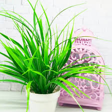 Gunakan campuran kompos, humus, dan campuran cahaya pasir untuk sebagian besar rumput. Tumbuhan Hiasan Rumput Dengan Pot Aimcolala