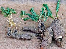 Image result for Maerua buxifolia