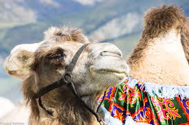 I've watched the trailer several times and i still don't really get it. Fun Facts About Camels In Kyrgyzstan From A Camel Shepherd