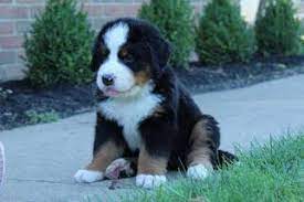 The greater swiss mountain dog, the entlebucher sennenhund and the appenzeller sennenhund are the other three members of the mountain dog family. Puppyfinder Com Bernese Mountain Dog Puppies Puppies For Sale Near Me In Grafton Ohio Usa Page 1 Displays 10