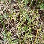 Image result for Thesium singulare