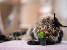 Are Essential Oils Dangerous To Cats
